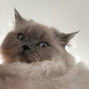 Meet your Posher, Leena